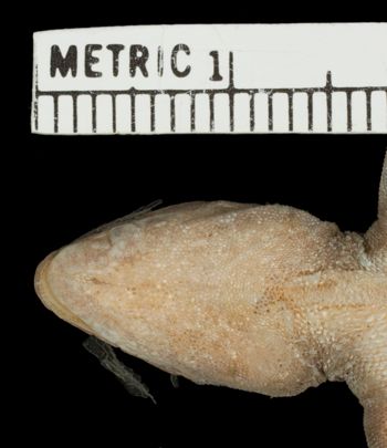 Media type: image; Herpetology R-81138